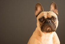 short-coated tan dog sitting on white fur textile