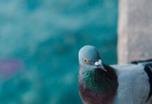 pigeon on gray concrete porch