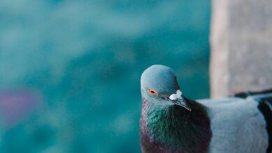 pigeon on gray concrete porch